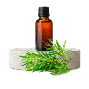 Çay Ağacı Uçucu Yağı (Tea Tree)